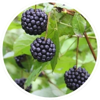 Eleuthero (Siberian Ginseng)